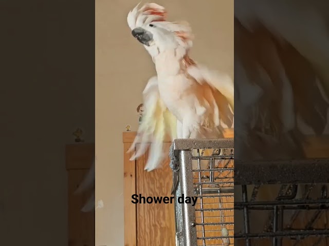 shower day fun #cockatoo #MrMax