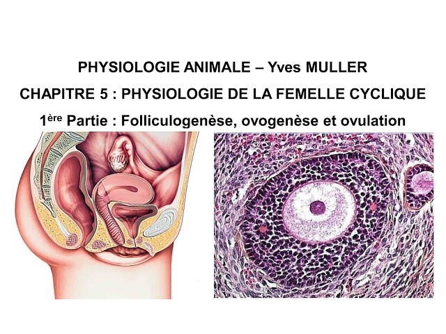 Chapitre 5-1 Follicule ovarien, ovogenèse, ovulation et corps jaune