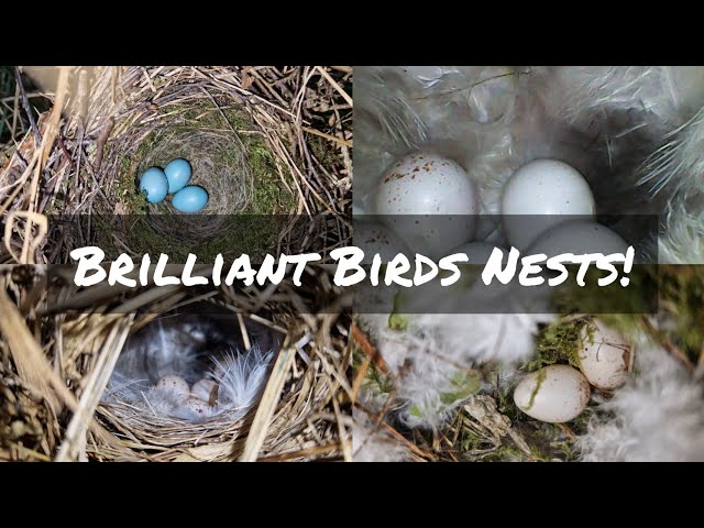 Chiffchaffs | Dunnocks | Blue Tits | Wrens - New Bird Nest Finds!