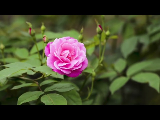 the most beautiful flowers collection for relaxation. amazing flowers. relaxing music.