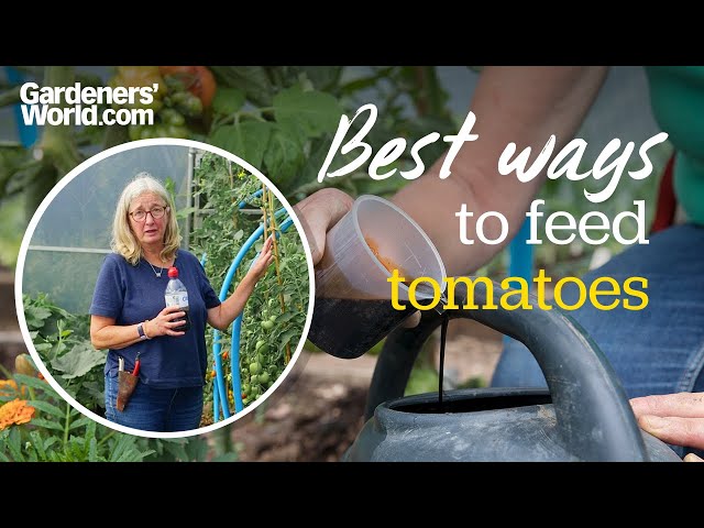 When to feed tomato plants and how to do it | Rosie's top tips