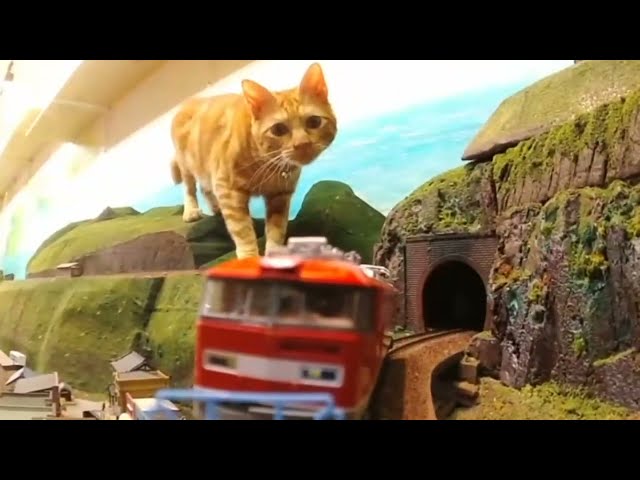 Why do you want to take this train?　You must be loved by cats.〜大好きなこの列車にそれでも乗りたいんですね？