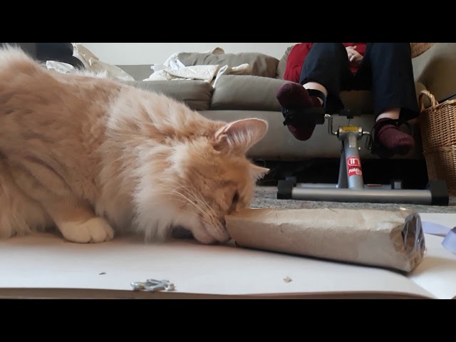 Cat Enrichment with Paper Towel Roll & Food