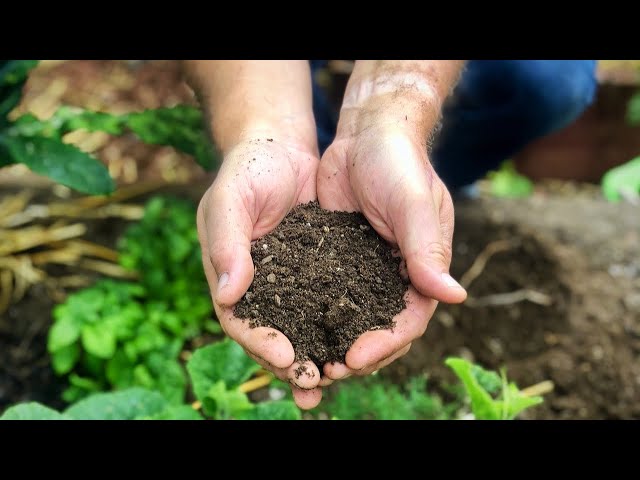 Beginner's Guide to Bokashi Composting // What to Expect Start to Finish