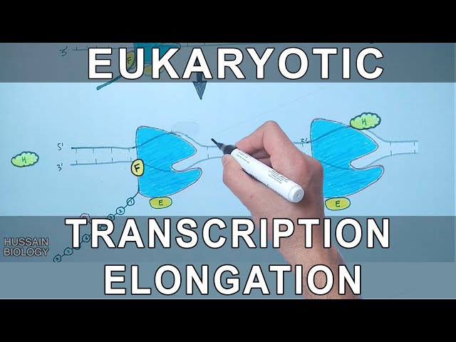 Transcription Elongation in Eukaryotes