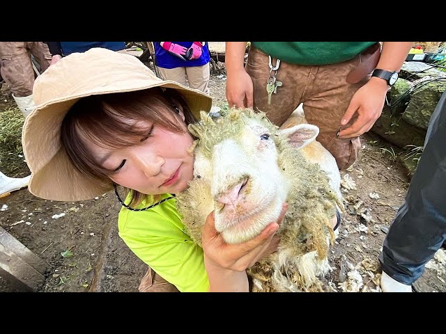 【奮闘】羊の毛刈りに悪戦苦闘する新人飼育員が可愛かったので一部始終を記録しました。