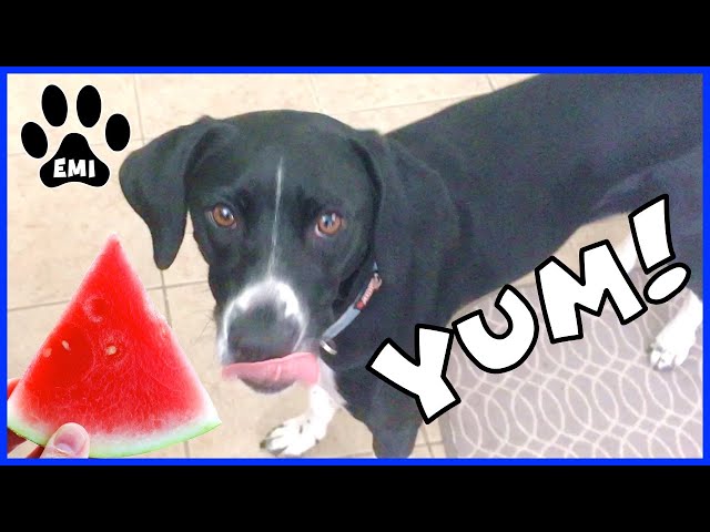 Making Homemade Frozen Watermelon Dog Treats for Emi - How to Make DIY Natural Treats