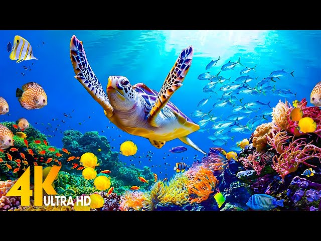 [NEW] 4HRS Stunning 4K Underwater Wonders - Relaxing Music | Coral Reefs, Fish & Colorful Sea Life