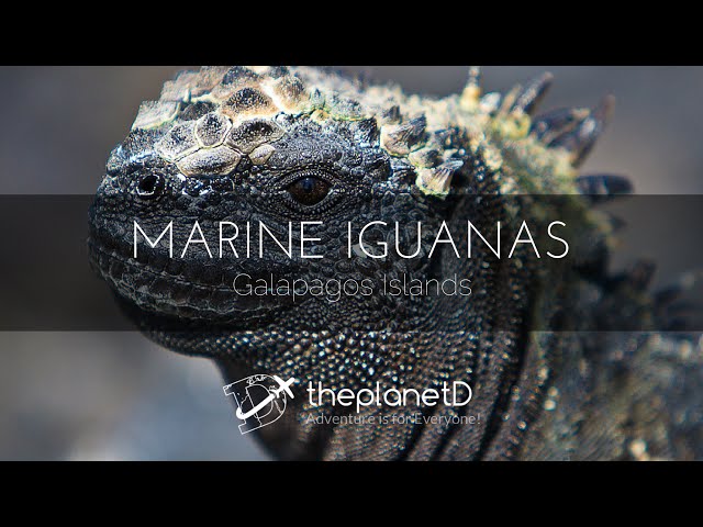 Amazing!! Marine Iguanas Feeding Underwater in Galapagos Islands