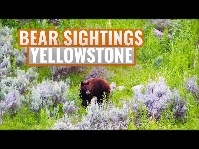 Bears in Yellowstone National Park! (Plus West Thumb Geyser Basin!)