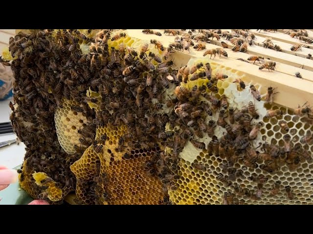 Massive Beehive Deconstruction!!!