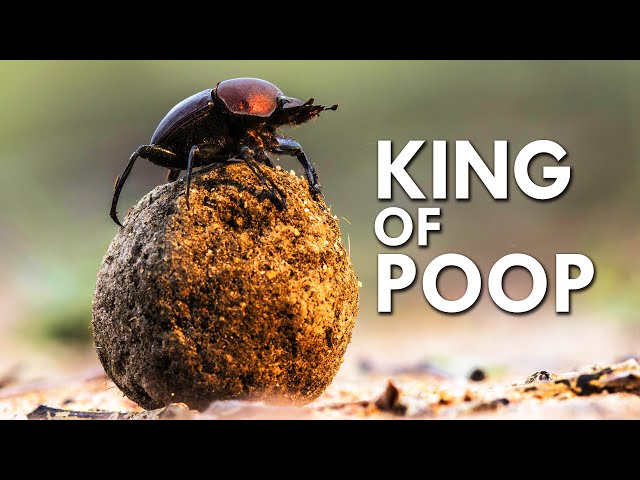 Why Do These Animals Eat Poop?