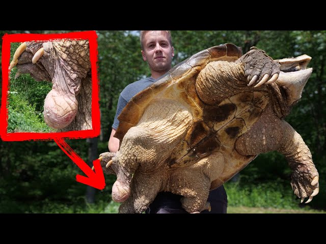 DISGUSTING SACK GROWING OUR GIANT ALLIGATOR SNAPPER