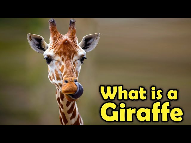 Why Giraffes Have The Biggest Hearts!