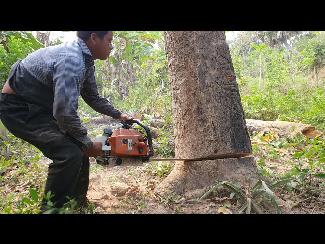 Big Mango Tree Felling Skills With Chainsaw STIHL Wood Cutting Machine