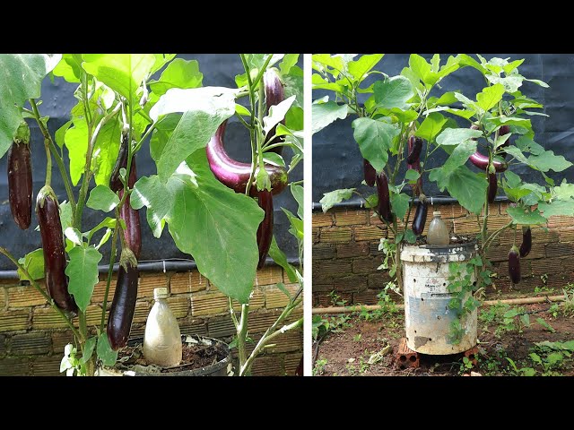 Growing eggplant on the terrace in an old paint bucket