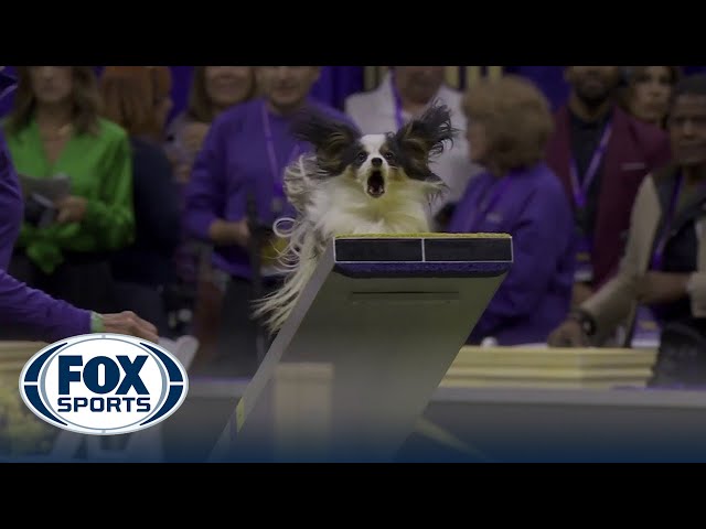 Lark the Papillon wins the 8" class in the Masters Agility Championship | Westminster