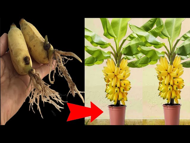 Unique banana propagation technique using aloe vera, stimulating the plant to grow strongly