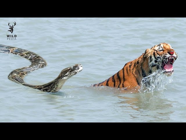 King Of Snakes vs Big Cat: Who Wins?