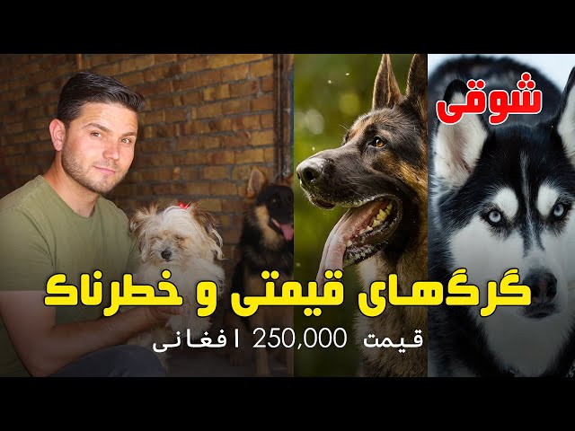 Pet dogs Market in Tahia-e Maskan Kabul | بازار گرک فروشی در تهیه مسکن کابل