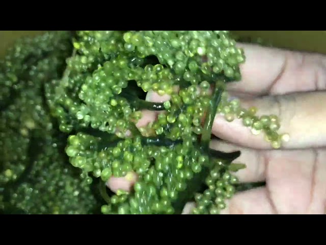 Do you know what’s this? A plant or a food? #satisfying #viral #shorts #asmr