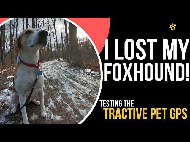 Lets test a dog GPS - Using the Tractive in real life