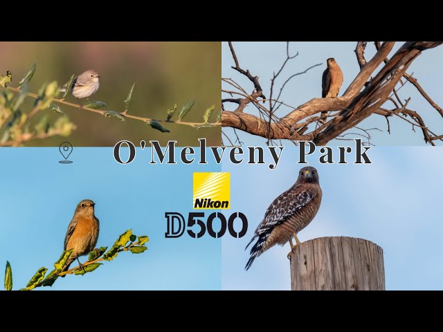 Exploring Omelveny Park: Capturing Moments With The Nikon D500 - No Tripod Needed!