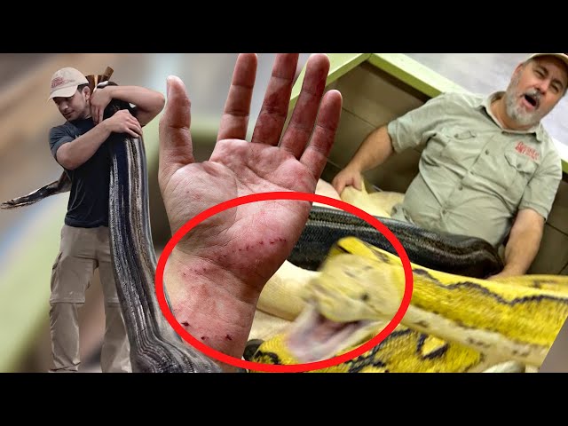 Moving Monster Snakes At The Reptile Zoo Gone Wrong 😱