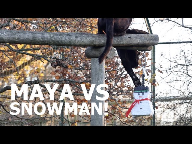 Jaguar vs SNOWMAN!