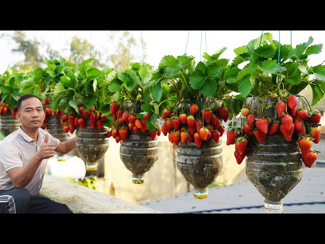 Growing Strawberries in Plastic Bottles - Surprising Results!