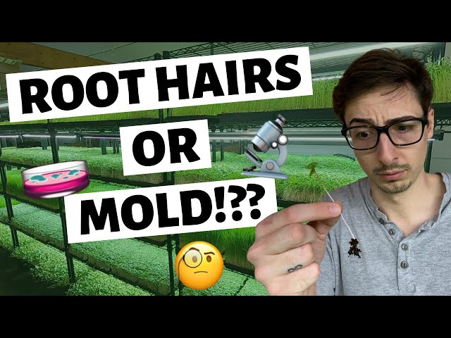 Microgreens MOLD or ROOT HAIRS & How To Tell The Difference?!