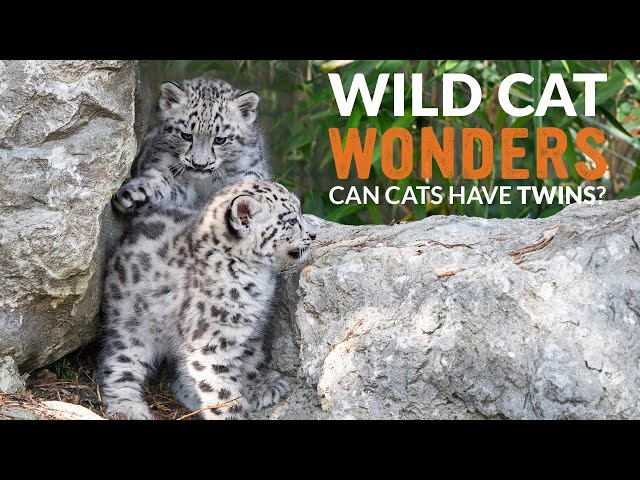 Cats with IDENTICAL twins! | Wild Cat Wonders | Episode 7