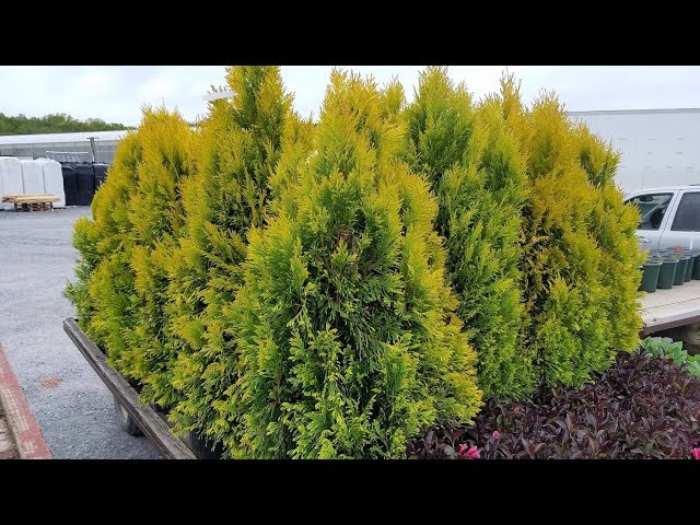 Best Evergreens - Thuja plicata 'Forever Goldy' (Golden Arborvitae)