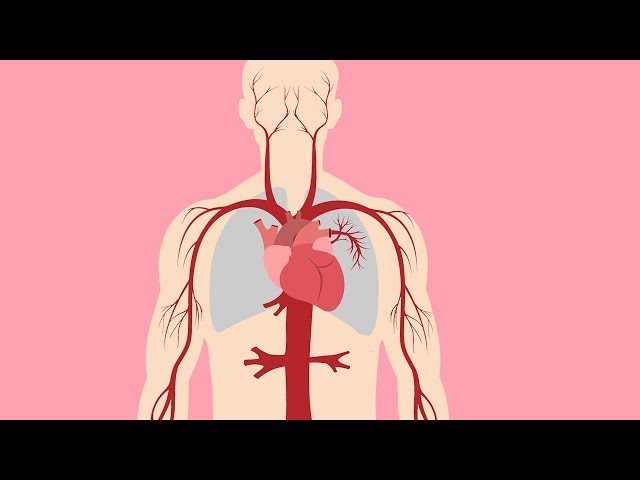 CARDIOVASCULAR SYSTEM SONG (Circulatory System Song) | Science Music Video