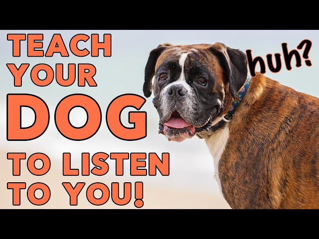 How to Teach Your Dog to Listen to You - Obedience Made Easy