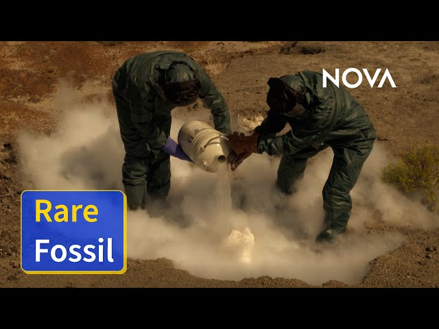 Scientists Use Liquid Nitrogen to Extract Rare Turtle Fossil