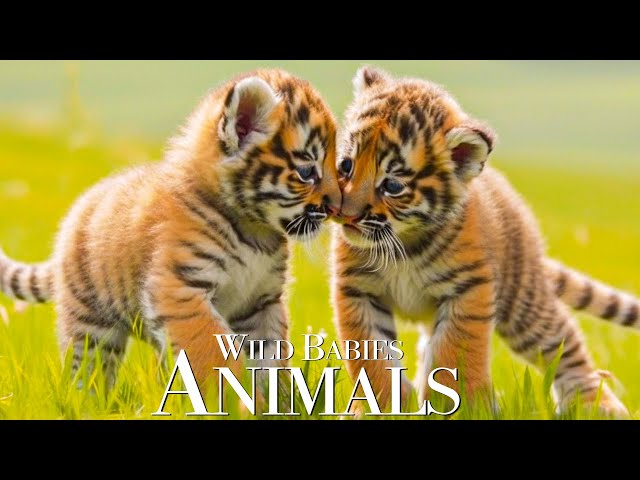 African Animals 4K - Cute Moments of Baby Animals With Relaxing Nature Sounds