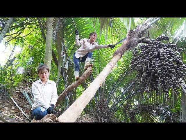 Process of producing wine from wild coconut tree trunks - Primitive way of making wine