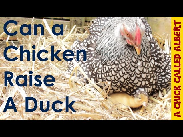 Can a chicken raise a duck?