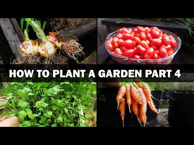 Growing Your First Garden - Episode 4 of 4