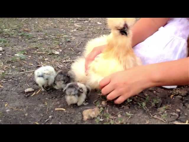 What is that FLUFFY Chicken?