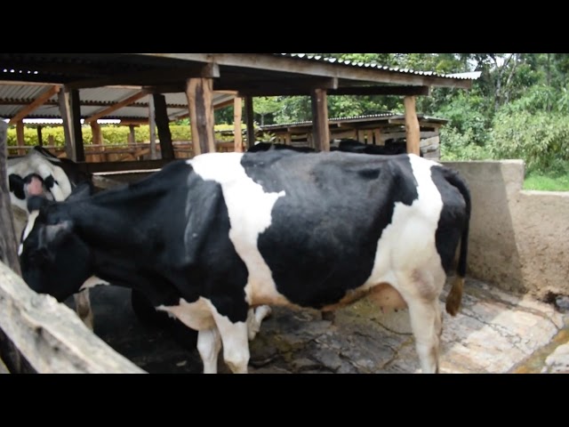 TEBATAI FARM: FROM 1 COW TO 15.