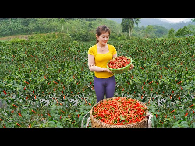 Harvesting A Lot Of Chilli Goes To Countryside Market Sell - Sell pigs | My Bushcraft / Nhất