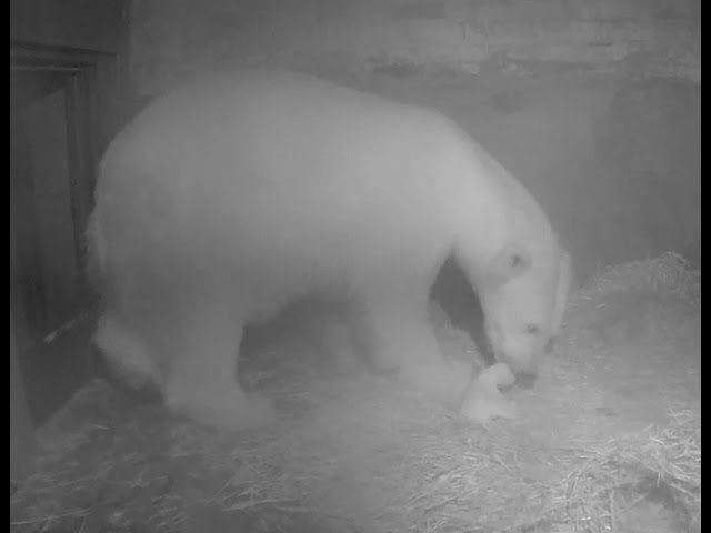 Nachwuchs bei den Eisbären im Zoo Rostock 2014 - Erste Aufnahmen