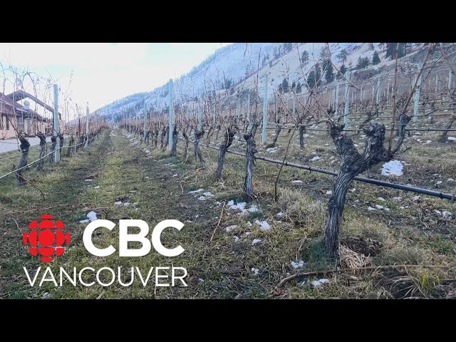 B.C. wine industry devastated after January’s prolonged cold snap