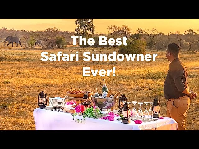 Best Safari Sundowner Ever: Elephants & Rhinos In South Africa!