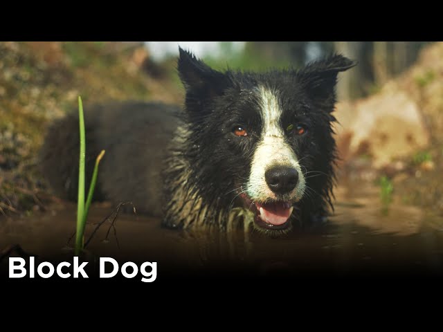 A tree planter's best friend | Block Dog (Official Documentary Trailer)