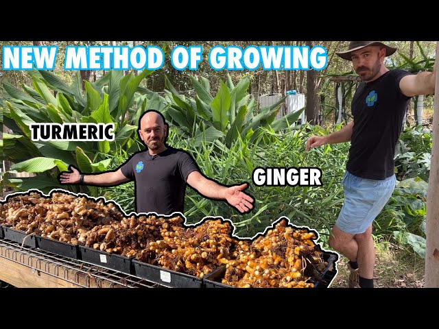 A Revolutionary New Method of Growing Ginger and Turmeric