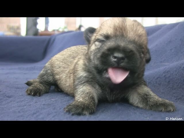 Cairn Terrier's 2 Week Old Puppies (in HD)