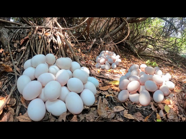 WOW! a female fisherman pick a lot of duck eggs in the forest near the village